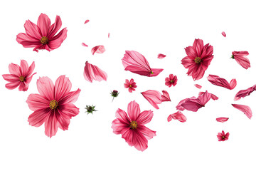 flower cosmos petals flew isolated on white background