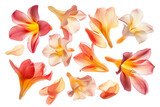 some flower freesia petals flew isolated on white background