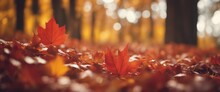 Autumn Season And End Year Activity With Red And Yellow Maple Leaves With Soft Focus Light And Bokeh