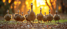 Captivating Sunset Scene With Geese Parading In The Golden Hour Light, A Serene End To The Day