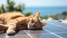 Solar Serenity: Cat Basking On Rooftop Panel
