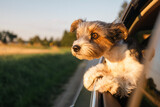 Fototapeta Sawanna - Head of happy lap dog looking out of car window. Curious terrier enjoying road trip on sunny summer day..