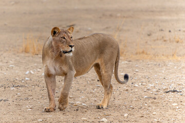 Sticker - Lioness (Panthera leo) walking in the Kalahari Desert in the Kgalagadi Transfrontier Park in South Africa