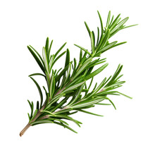 Part Of A Juniper Bush Isolated On Transparent Background