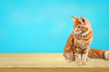 Poster - Portrait of a cute domestic kitten posing