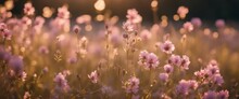 Soft Pink Wildflowers Basking In Golden Light