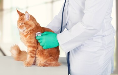 Wall Mural - Veterinary doctor at vet clinic screening for cat,