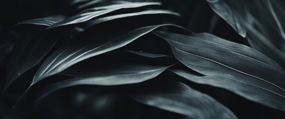 Textures of abstract black leaves for tropical leaf background. Flat lay, dark nature concept