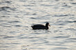 Einsame Ente auf einem See