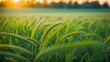 fresh wheat isolated on blurred abstract sunny background banner, nature sceneand copy space