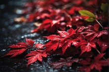 Red Leaves Raindrops, Dew On Blue Leaves Dark Wallpapers