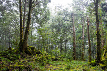 Wall Mural - Scenic forest of fresh green deciduous trees