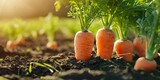 Fototapeta  - carrots in the ground Generative AI
