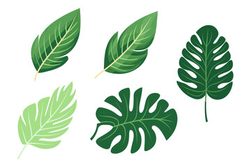 Tropical leaves collection. Vector isolated elements on the white background.