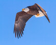 Close up of an adult bald eagle in flight