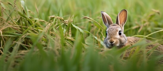 Rabbit checking the right side in the field.