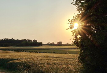 Canvas Print - Feldweg im Gegenlicht