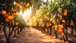 Fruit farm with orange trees, Branch with natural oranges on blurred background of orange orchard in golden hour