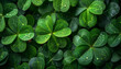Background with clover leaves, shamrocks. Top view. St. Patrick's Day (Ireland)