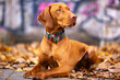 © Keit - Red dog, Hungarian Vizsla