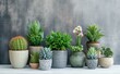 a row of potted plants sitting on top of a wooden table, houseplants, tropical houseplants, potted plants, house plants, pots with plants, with cactus plants in the room, plants on pots and on the wal