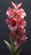 AI generated, Beautiful Gladiolus flowers.