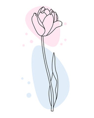 Wall Mural - Outline tulip flower with pastel color spots added, line art. Floral poster, postcard, vector