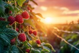 Fototapeta  - Growing raspberries harvest and producing vegetables cultivation. Concept of small eco green business organic farming gardening and healthy food