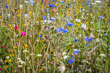 Poster - A very nice wild meadow with blooming flowers