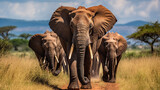 Fototapeta  - Group of African elephants in the wild stock photo African Elephants , Generate AI