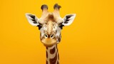 Fototapeta  - Close-up of a giraffe's face on a yellow background, close-up portrait of a giraffe
