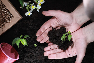 Wall Mural - Green sprout on the ground. Spring concept. Seedlings in the ground. Updating nature is an idea. Hands plant a sprout in the ground.