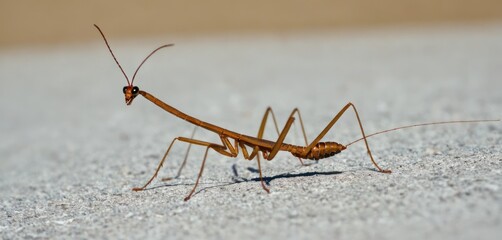  a close - up of a praying mantissa on a concrete surface with a shadow from the sun shining on the back of the praying mantissafe.