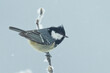 The coal tit or cole tit (Periparus ater)