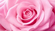 Makroaufnahme einer zartrosa Rosenblüte. Hintergrund für Valentinstag oder Muttertag