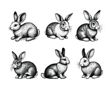 Set Of Rabbits  Illustration. Hand Drawn Rabbit Black And White Vector Illustration. Isolated White Background