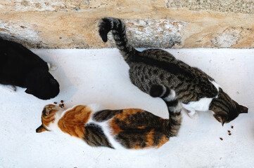 Wall Mural - Lonely homeless cats in the street.