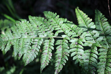 Poster - Athyrium filix-femina fern grows in nature