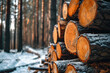 Lumber in the forest in winter, cut wooden logs in the stack