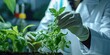 Close-up of a scientist testing GMO plant in biological laboratory