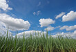 Vetiver grass, low-cost stocks, and sugarcane under a sunny sky.