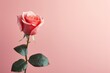 A romantic rose on pink background, love theme	