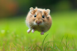 Fototapeta  - Hamster in the jump. Funny hamster, flying. cute little hamster try move to hand, hamster feeling wonder and excite, hamster on nature background, pet in home.