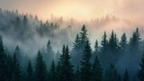 Fototapeta Las - Misty Forest Landscape With Dense Fog and