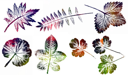 Wall Mural - abstract botanical art - monoprint - leaves and plants printed on paper with watercolors - original artwork