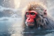 a group of red-cheeked monkeys bathing in a natural onsen hot spring in Snow. Japan