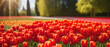Red tulips blooming flowers field sunny day gark farm garden holland coumtryside landscape horizon
