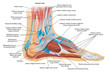 Foot anatomy illustration, whit annotations.