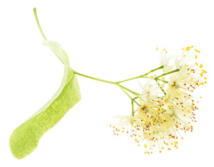 Wall Mural - Fresh linden flower isolated on a white background. Blossom of Tilia cordata tree.