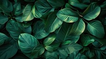 Abstract Green Leaf Texture, Tropical Leaf Foliage Nature Dark Green Background
